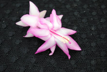 Load image into Gallery viewer, Jolly Roger Christmas Cactus/Thanksgiving Cactus Schlumbergera Truncata Rooted STARTER Plant