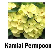 Load image into Gallery viewer, KAMLAI PERMPOON**Crown Of Thorns-Euphorbia Milii*CHRIST PLANT SMALL ROOTED STARTER PLANT