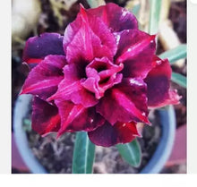 Load image into Gallery viewer, KING PURPLE--Desert Rose Adenium Obesum SMALL Rooted Seedling Plant