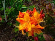 Load image into Gallery viewer, KLONDYKE Azalea Rhododendron Well Rooted Starter Plant (MAY BE DORMANT!)
