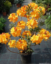Load image into Gallery viewer, KLONDYKE Azalea Rhododendron Well Rooted Starter Plant (MAY BE DORMANT!)