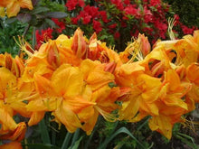 Load image into Gallery viewer, KLONDYKE Azalea Rhododendron Well Rooted Starter Plant (MAY BE DORMANT!)