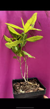Load image into Gallery viewer, KLONDYKE Azalea Rhododendron Well Rooted Starter Plant (MAY BE DORMANT!)