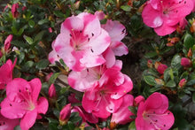 Load image into Gallery viewer, KOBAI 2 Azalea Rhododendron Deciduous Starter Plant STUNNING BI-COLOR BLOOMS