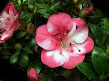 Load image into Gallery viewer, KOBAI 2 Azalea Rhododendron Deciduous Starter Plant STUNNING BI-COLOR BLOOMS