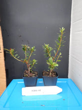 Load image into Gallery viewer, KOBAI 2 Azalea Rhododendron Deciduous Starter Plant STUNNING BI-COLOR BLOOMS