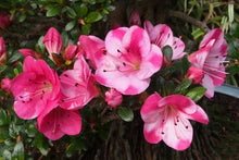 Load image into Gallery viewer, KOBAI 2 Azalea Rhododendron Deciduous Starter Plant STUNNING BI-COLOR BLOOMS
