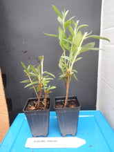 Load image into Gallery viewer, KOROMO SHIKIBU Azalea/Rhododendron Deciduous Starter Plant VERY RARE!