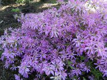 Load image into Gallery viewer, KOROMO SHIKIBU Azalea/Rhododendron Deciduous Starter Plant VERY RARE!