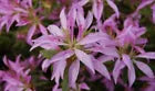 Load image into Gallery viewer, KOROMO SHIKIBU Azalea/Rhododendron Deciduous Starter Plant VERY RARE!