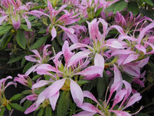 Load image into Gallery viewer, KOROMO SHIKIBU Azalea/Rhododendron Deciduous Starter Plant VERY RARE!