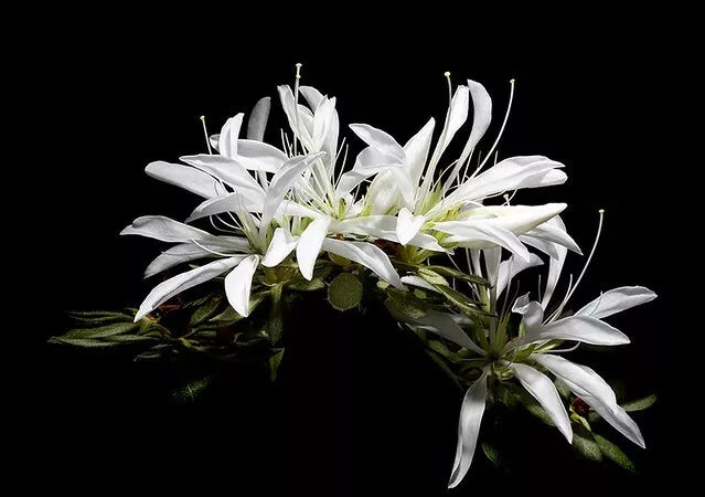 KOROMO WHITE SPIDER Azalea/Rhododendron Deciduous Starter Plant VERY R –  Hope's Flower Garden