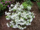 Load image into Gallery viewer, KOROMO WHITE SPIDER Azalea/Rhododendron Deciduous Starter Plant VERY RARE!