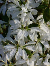 Load image into Gallery viewer, KOROMO WHITE SPIDER Azalea/Rhododendron Deciduous Starter Plant VERY RARE!