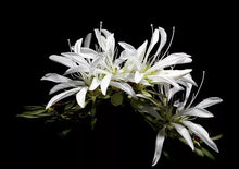 Load image into Gallery viewer, KOROMO WHITE SPIDER Azalea/Rhododendron Deciduous Starter Plant VERY RARE!