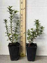 Load image into Gallery viewer, Party Princess 'Kaori Hime' Fragrant Sweet Tea Olive Osmanthus fragrans-STARTER