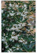Load image into Gallery viewer, Party Princess 'Kaori Hime' Fragrant Sweet Tea Olive Osmanthus fragrans-STARTER