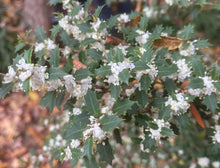 Load image into Gallery viewer, Party Princess 'Kaori Hime' Fragrant Sweet Tea Olive Osmanthus fragrans-STARTER