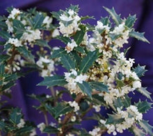 Load image into Gallery viewer, Party Princess 'Kaori Hime' Fragrant Sweet Tea Olive Osmanthus fragrans-STARTER