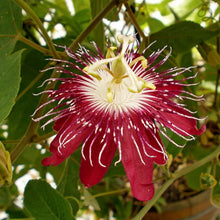 Load image into Gallery viewer, ~~LADY MARGARET~~Red Burgundy Passion Flower Vine Fragrant Live Plant Passiflora