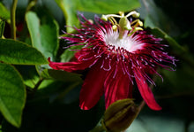 Load image into Gallery viewer, ~~LADY MARGARET~~Red Burgundy Passion Flower Vine Fragrant Live Plant Passiflora