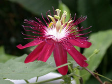 Load image into Gallery viewer, ~~LADY MARGARET~~Red Burgundy Passion Flower Vine Fragrant Live Plant Passiflora