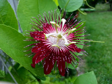 Load image into Gallery viewer, ~~LADY MARGARET~~Red Burgundy Passion Flower Vine Fragrant Live Plant Passiflora