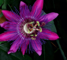 Load image into Gallery viewer, ~~LAVENDER LADY PASSIFLORA~~Starter Plant~~ Passiflora X Alato~~FRAGRANT!