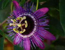Load image into Gallery viewer, ~~LAVENDER LADY PASSIFLORA~~Starter Plant~~ Passiflora X Alato~~FRAGRANT!
