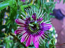 Load image into Gallery viewer, ~~LAVENDER LADY PASSIFLORA~~Starter Plant~~ Passiflora X Alato~~FRAGRANT!
