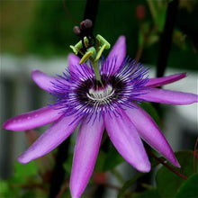 Load image into Gallery viewer, ~~LAVENDER LADY PASSIFLORA~~Starter Plant~~ Passiflora X Alato~~FRAGRANT!