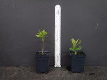 Load image into Gallery viewer, LEMONADE Aromi Azalea/Rhododendron Deciduous SMALL Starter Plant