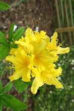 Load image into Gallery viewer, LEMONADE Aromi Azalea/Rhododendron Deciduous SMALL Starter Plant