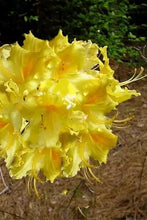 Load image into Gallery viewer, LEMONADE Aromi Azalea/Rhododendron Deciduous SMALL Starter Plant