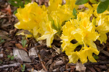Load image into Gallery viewer, LEMON LIGHTS Aromi Azalea Rhododendron SMALL STARTER Plant (MAY BE DORMANT!)