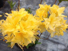 Load image into Gallery viewer, LEMON LIGHTS Aromi Azalea Rhododendron SMALL STARTER Plant (MAY BE DORMANT!)