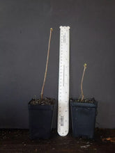 Load image into Gallery viewer, LEMON LIGHTS Aromi Azalea Rhododendron SMALL STARTER Plant (MAY BE DORMANT!)