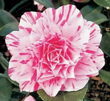 Load image into Gallery viewer, **LES MARBURY**Unique Bloom**Camellia Japonica-Live Starter Plant-USA SELLER