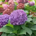Load image into Gallery viewer, ~~LET'S DANCE ARRIBA ~~Hydrangea Starter Plant~Blooms from Violet to Cranberry