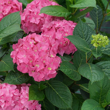 Load image into Gallery viewer, ~~LET'S DANCE ARRIBA ~~Hydrangea Starter Plant~Blooms from Violet to Cranberry