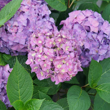 Load image into Gallery viewer, ~~LET'S DANCE ARRIBA ~~Hydrangea Starter Plant~Blooms from Violet to Cranberry