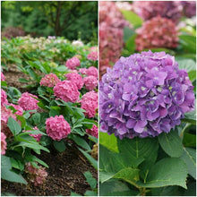 Load image into Gallery viewer, ~~LET'S DANCE ARRIBA ~~Hydrangea Starter Plant~Blooms from Violet to Cranberry