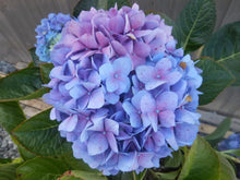 Load image into Gallery viewer, LET'S DANCE CAN DO~~Hydrangea Starter Plant~Periwinkle,Violet to Bright Pink