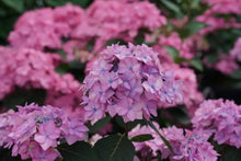 Load image into Gallery viewer, LET'S DANCE CAN DO~~Hydrangea Starter Plant~Periwinkle,Violet to Bright Pink
