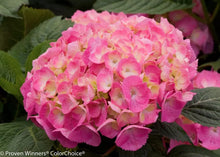 Load image into Gallery viewer, LET'S DANCE CAN DO~~Hydrangea Starter Plant~Periwinkle,Violet to Bright Pink