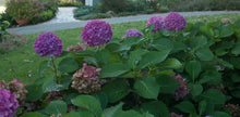 Load image into Gallery viewer, ~LET'S DANCE RAVE~~Hydrangea Starter Plant~DEEP VIOLET PURPLE TO CHARTREUSE PINK