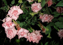 Load image into Gallery viewer, ~LIZZY~Angels Trumpet Brugmansia Tropical Plant Well Rooted STARTER Plant