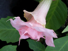 Load image into Gallery viewer, ~LIZZY~Angels Trumpet Brugmansia Tropical Plant Well Rooted STARTER Plant