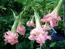 Load image into Gallery viewer, ~LIZZY~Angels Trumpet Brugmansia Tropical Plant Well Rooted STARTER Plant