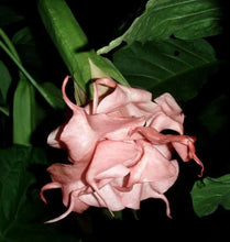 Load image into Gallery viewer, ~LIZZY~Angels Trumpet Brugmansia Tropical Plant Well Rooted STARTER Plant